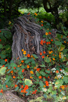 KFP_1196